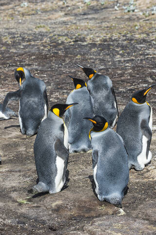 Königspinguin-Kolonie (Aptenodytes patagonicus), Saunders Island, Falklandinseln, Südamerika, lizenzfreies Stockfoto