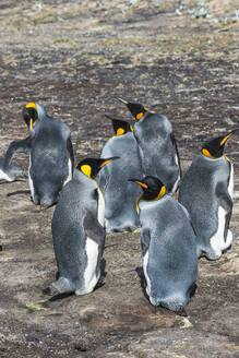 Königspinguin-Kolonie (Aptenodytes patagonicus), Saunders Island, Falklandinseln, Südamerika - RHPLF09035