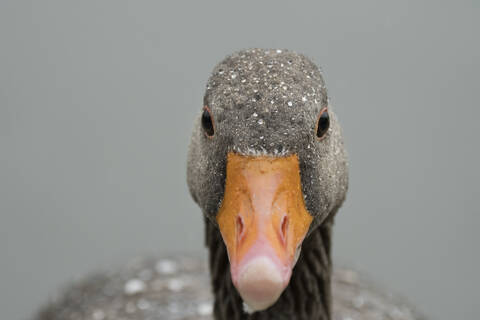 Greylag goose (Anser anser), United Kingdom, Europe stock photo