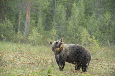 Braunbär (Ursus arctos), Finnland, Skandinavien, Europa - RHPLF09047