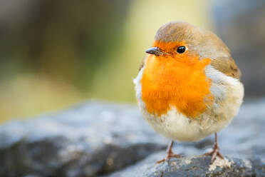 Robin, garden bird, Scotland, United Kingdom, Europe - RHPLF09055