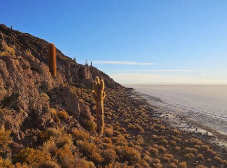 Blick auf die Insel Incahuasi mit ihren riesigen Kakteen, Salar de Uyuni, Provinz Daniel Campos, Departement Potosi, Bolivien, Südamerika - RHPLF09065