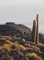 Blick auf die Insel Incahuasi mit ihren riesigen Kakteen, Salar de Uyuni, Provinz Daniel Campos, Departement Potosi, Bolivien, Südamerika - RHPLF09066