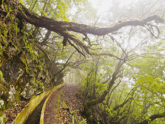 View of the Levada da Serra do Faial on the part from Ribeiro Frio to Portela, Madeira, Portugal, Europe - RHPLF09069