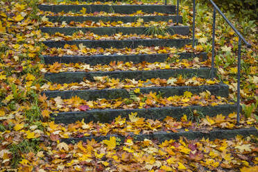 Herbstblätter auf Stufen im Park - JOHF00209