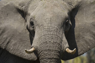 Close-up portrait of an African elephant (Loxodonta africana), Khwai Concession, Okavango Delta, Botswana, Africa - RHPLF09081