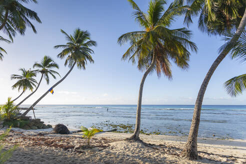 Savannah Beach, Bridgetown, Christ Church, Barbados, Westindien, Karibik, Mittelamerika - RHPLF09095