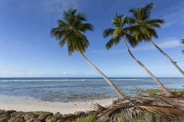 Hastings Beach, Christ Church, Barbados, West Indies, Caribbean, Central America - RHPLF09098