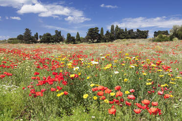 Wiese mit Wildblumen, in der Nähe von Otranto, Provinz Lecce, Salentinische Halbinsel, Apulien, Italien, Europa - RHPLF09110