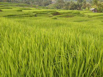 Reisfelder, Bali, Indonesien, Südostasien, Asien - RHPLF09179