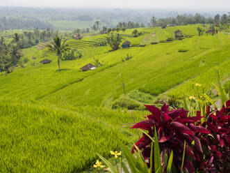 Reisterrassen, Bali, Indonesien, Südostasien, Asien - RHPLF09180