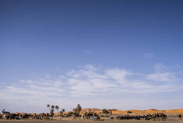 Beautiful landscape of palm trees and camels in the dunes of the desert of Morocco - OCMF00723