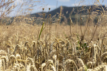 Wheat field - SEBF00197