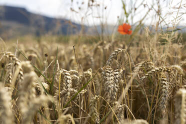 Wheat field - SEBF00198