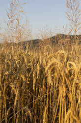 Weizenfeld am Abend - SEBF00203