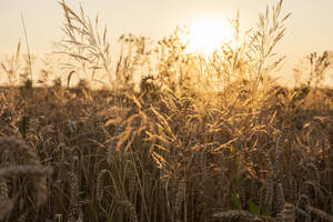 Wheat field in the evening - SEBF00205