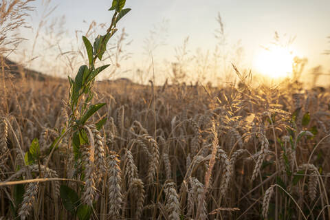 Weizenfeld am Abend, lizenzfreies Stockfoto