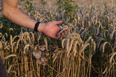 Biobauer bei der Kontrolle der Erntefähigkeit - SEBF00208