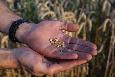 Biobauer bei der Kontrolle der Erntefähigkeit - SEBF00212