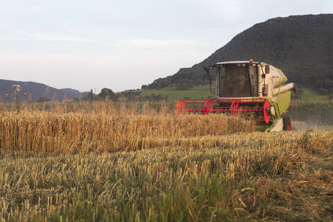 Ökologischer Landbau, Weizenfeld, Ernte, Mähdrescher am Abend, lizenzfreies Stockfoto