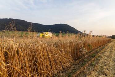 Organic farming, wheat field, harvest, combine harvester in the evening - SEBF00226