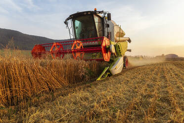 Organic farming, wheat field, harvest, combine harvester in the evening - SEBF00227