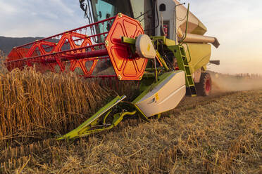 Organic farming, wheat field, harvest, combine harvester in the evening - SEBF00228