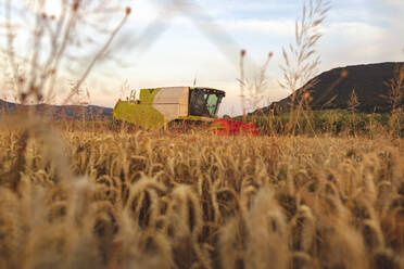 Ökologischer Landbau, Weizenfeld, Ernte, Mähdrescher am Abend - SEBF00230