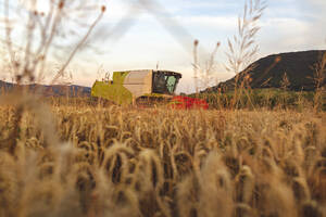 Organic farming, wheat field, harvest, combine harvester in the evening - SEBF00230