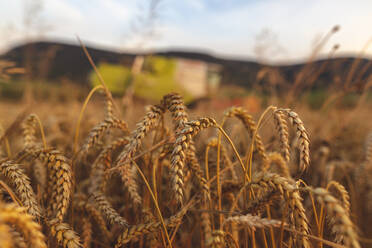 Organic farming, wheat field, harvest, combine harvester in the evening - SEBF00231
