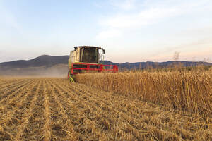 Organic farming, wheat field, harvest, combine harvester in the evening - SEBF00232