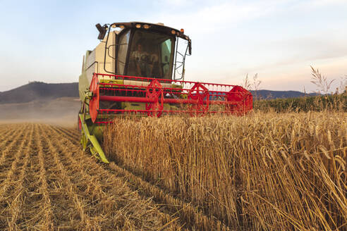 Ökologischer Landbau, Weizenfeld, Ernte, Mähdrescher am Abend - SEBF00233