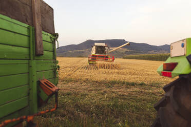 Organic farming, wheat field, harvest, combine harvester in the evening - SEBF00236