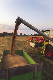 Ökologischer Landbau, Weizenfeld, Ernte, Mähdrescher am Abend - SEBF00237