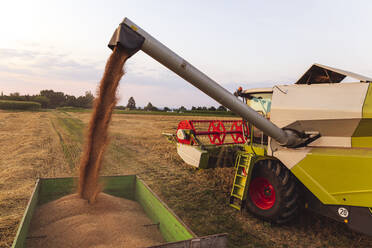 Ökologischer Landbau, Weizenfeld, Ernte, Mähdrescher am Abend - SEBF00238