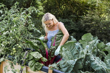 Blonde Frau erntet Mangold aus ihrem Hochbeet im eigenen Garten - HMEF00507