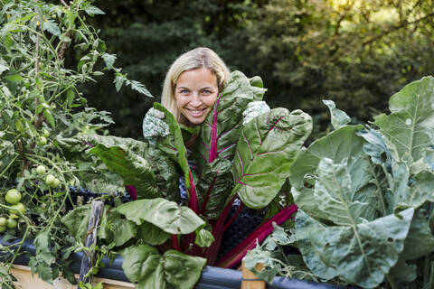 Blonde Frau erntet Mangold aus ihrem Hochbeet im eigenen Garten, lizenzfreies Stockfoto