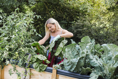Blonde Frau erntet Mangold aus ihrem Hochbeet im eigenen Garten - HMEF00509