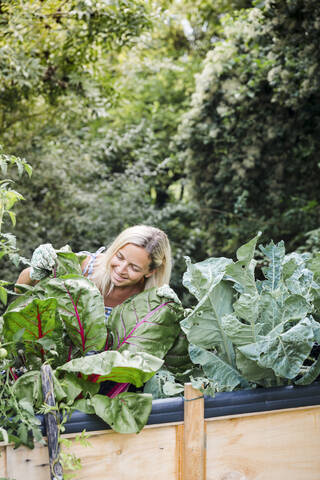 Blonde Frau erntet Mangold aus ihrem Hochbeet im eigenen Garten, lizenzfreies Stockfoto