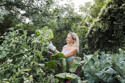 Blond woman harvesting mangold from her raised bed in her own garden - HMEF00513