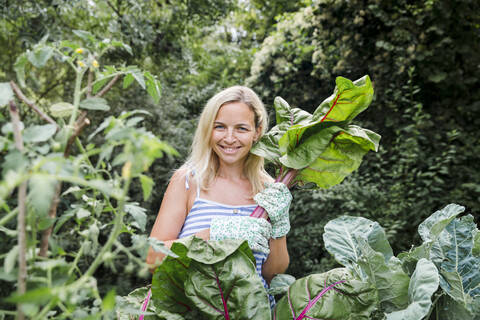 Blonde Frau bei der Mangoldernte, lizenzfreies Stockfoto