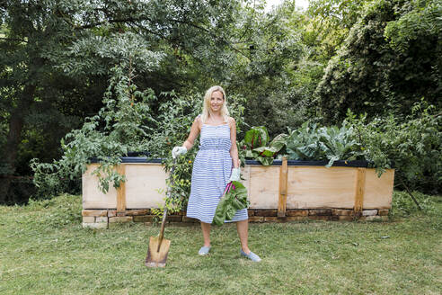 Blonde Frau erntet Mangold aus ihrem Hochbeet im eigenen Garten - HMEF00516