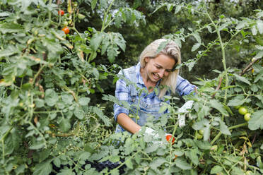 Blond smiling woman harvesting tomatoes in her garden - HMEF00521