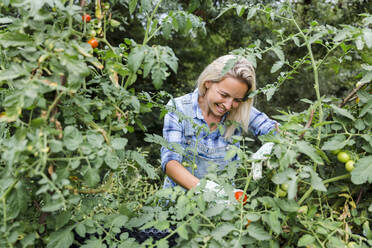 Blonde lächelnde Frau bei der Tomatenernte in ihrem Garten - HMEF00521