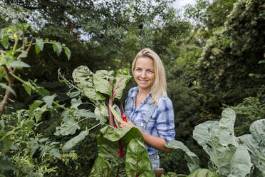 Blond smiling woman harvesting mangold - HMEF00529