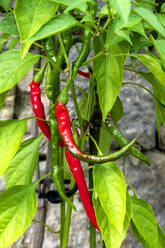 Close-up of chili pepper growing on plant - NDF00975