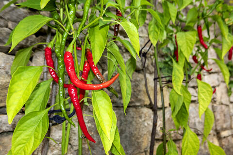 Nahaufnahme einer auf Pflanzen wachsenden Chilischote, lizenzfreies Stockfoto