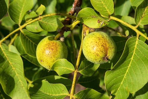 Nahaufnahme einer auf einem Baum wachsenden Walnuss - NDF00977