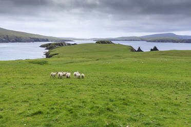 St. Ninian's Isle, sheep and spectacular cliff scenery, South West Mainland, Shetland Islands, Scotland, United Kingdom, Europe - RHPLF09220