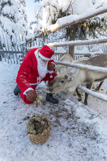 Weihnachtsmann füttert Rentiere, Ruka (Kuusamo), Region Nordösterbotten, Lappland, Finnland, Europa - RHPLF09229